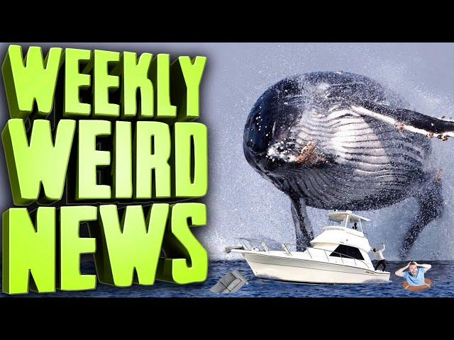 More Aquatic Attacks on Humans?! - Weekly Weird News