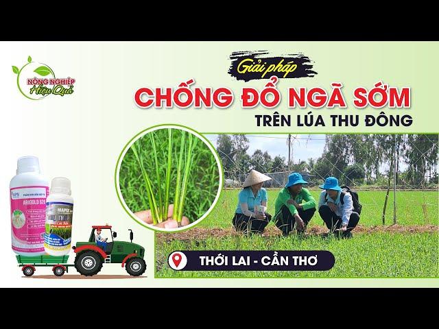 REVIEW 45 - GIẢI PHÁP CHỐNG ĐỔ NGÃ SỚM CHO LÚA THU ĐÔNG #review #canhtaclua #NONGNGHIEPHIEUQUA