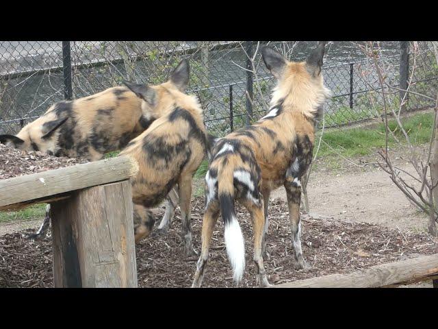 Playful African Wild Dogs in the Rain (Painted Wolves, Lycaon Pictus) at London Zoo