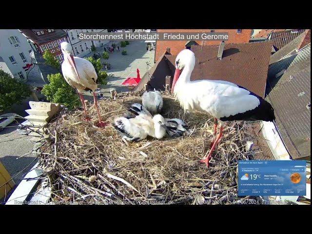 2024 06 04 Storchennest Höchstadt, Küken kehren zurück ins neue und frische Nest, (Zeitraffer)