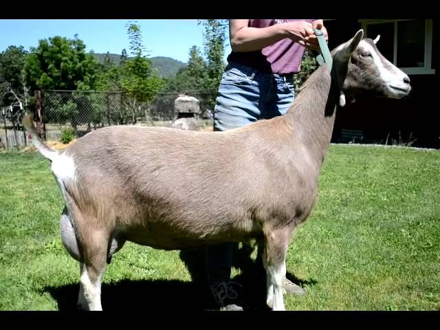 Fir Meadow Vec You R Free (Dinky)  3yo purebred Toggenburg LA 90VEEE at 2