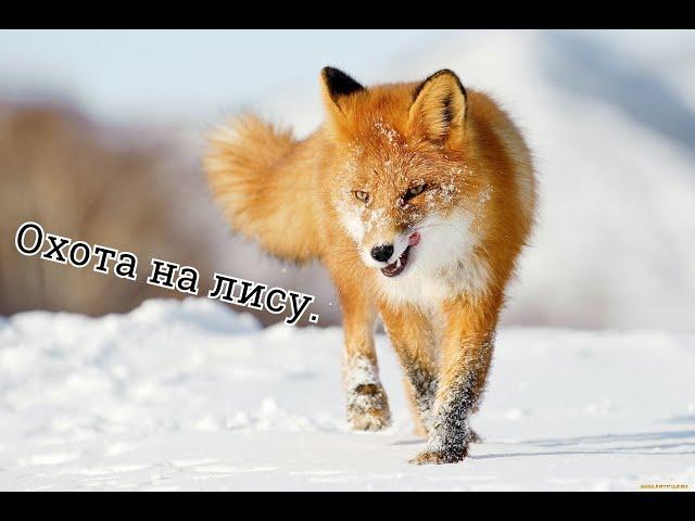 Охота на лису.№2 Попалась в капкан.