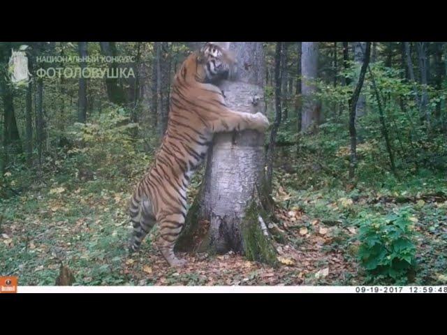 Large wild male siberian tiger 