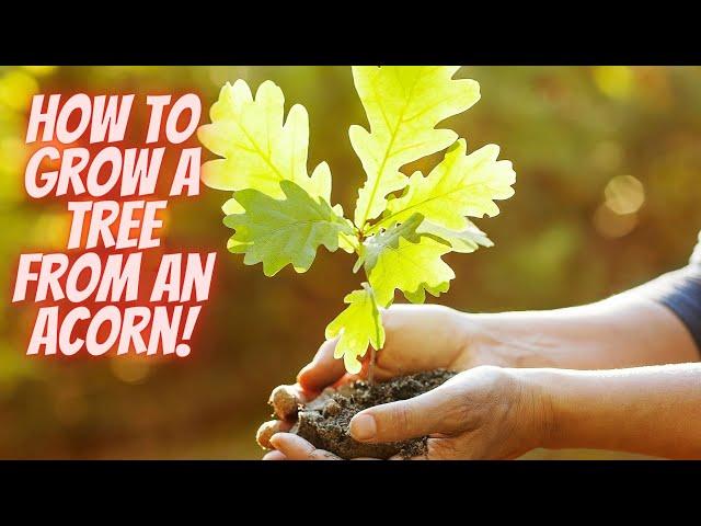 How to Grow Your Own Oak Tree from an Acorn