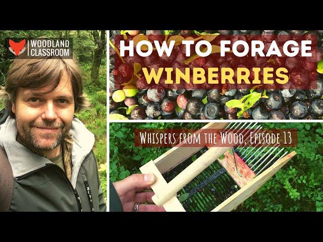 How To Forage Winberries (bilberry)