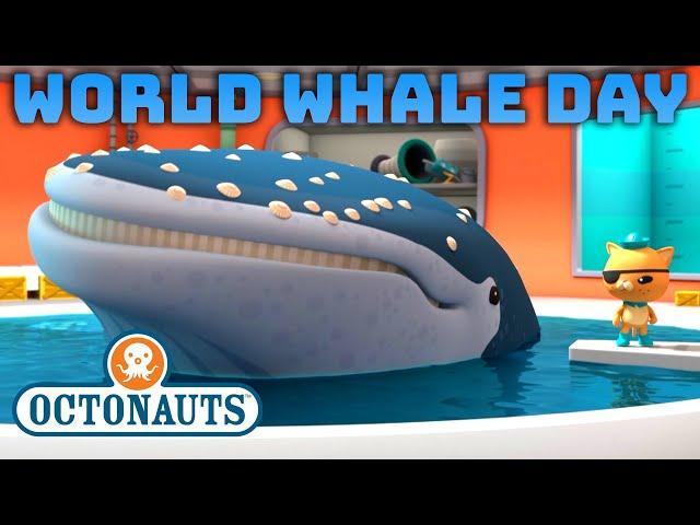 ​@Octonauts -  World Whale Day  | Compilation | @OctonautsandFriends