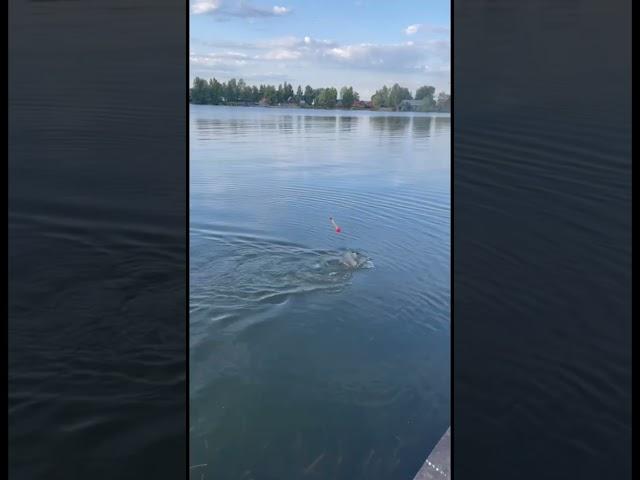 Рыбалка в карманово на технопланктон