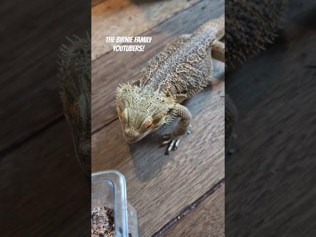 Bearded Dragon REALLY HUNGRY For His Worms! - BFF Reptile Shorts #112