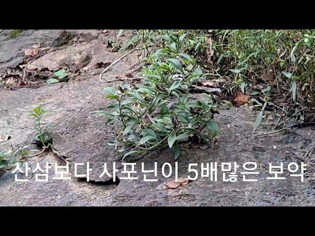 기린초,산삼보다 사포닌이 5배많은 보약 죽은 사람도 살린다는 약초/건강정보 HERBS