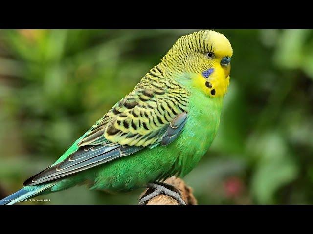 Budgie - My animal friends - Animals Documentary -Kids educational Videos