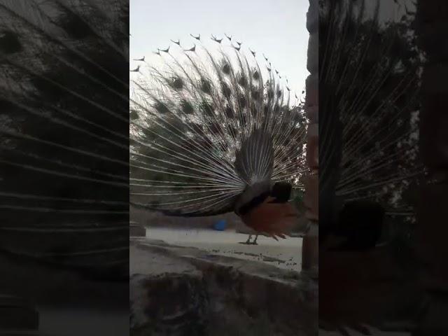 #shorts #peacock #indiannationalbird #birds #india #मोर