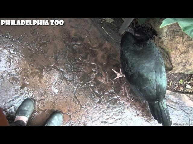 Philadelphia Zoo Curassow - Walking with Gertie