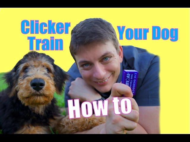 How to CLICKER TRAIN Your Dog: The FASTEST WAY to Teach your Dog to be AWESOME!