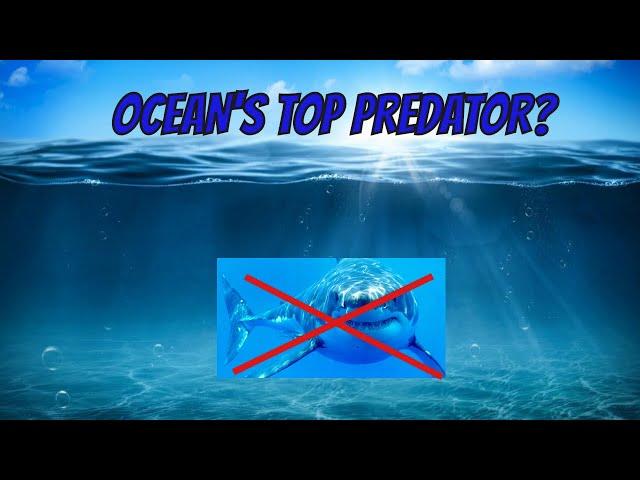 OCEAN’S TOP PREDATOR?! ORCA