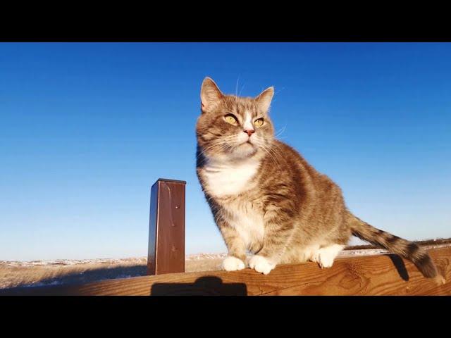 Top 27 Cats Free Stock Videos Footage - No Copyright Cat Videos