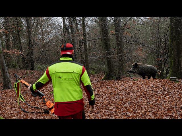 STRONG pack in the Silvesterhecke | Last driven hunt for wild boars in 2024 (Copterpro Jagd)