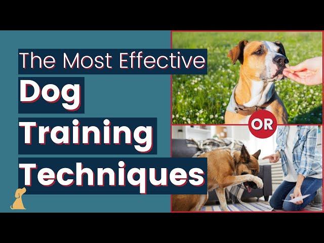 Dog Training 101 Most Effective Training Techniques and Advice to Avoid