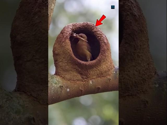Why Is It The Most Smart Bird? #facts #youtubeshorts #shorts