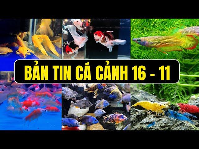 Bản Tin Cá Cảnh Ngày 16 - 11 - Các Dòng Cá Cảnh Đẹp Ở Cá Cảnh Thủy Sinh Trung Tín