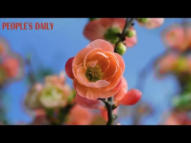 The flowering quince ushered in its best blooming period, blushing with pink-red beauty.