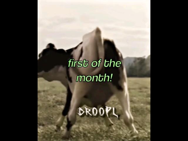 ITS THE FIRST OF THE MONTH #september #cows #edit