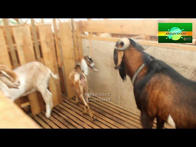 New Inspiration BIG MALE Goats | Anglo goat type Perfect Quality