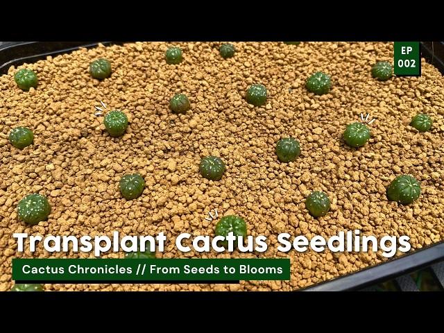 How to Acclimate & Transplant Cactus Seedlings / Cactus Chronicles Ep. 02