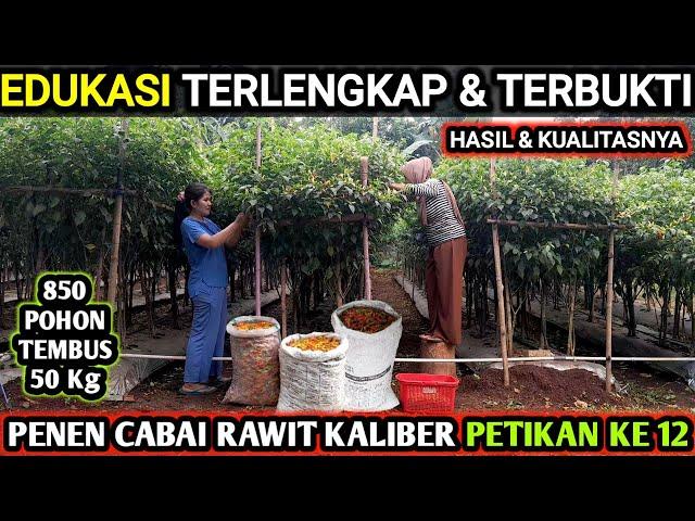  TEMBUS 50Kg TANAM 850 POHON | PANEN CABAI RAWIT KALIBER PETIKAN KE 12 #infopertaniancabe