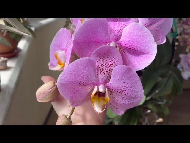 Transplanting Butterfly Orchid Blue Orchids