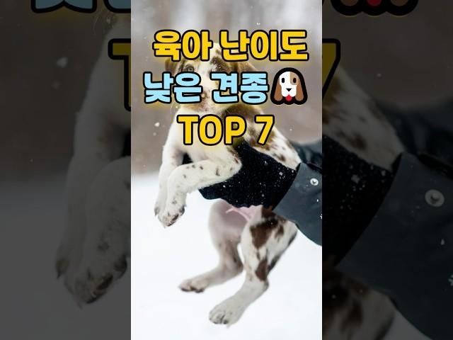 처음 키운다면 이 강아지를 추천합니다! / 육아 난이도 낮은 견종 TOP 7