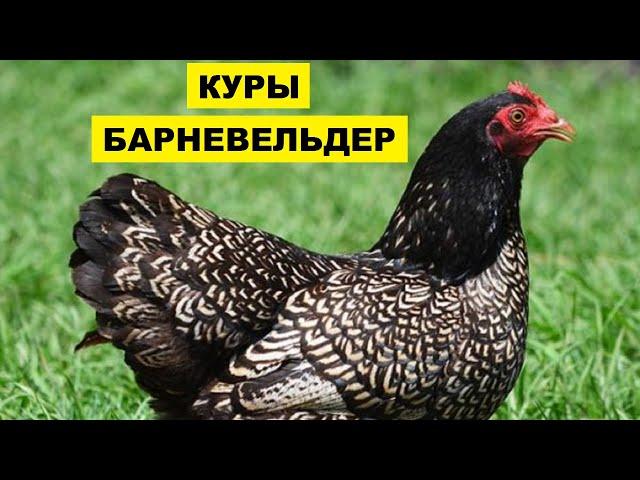 Разведение кур породы Барневельдер как бизнес идея | Птицеводство | Куры Барневельдер