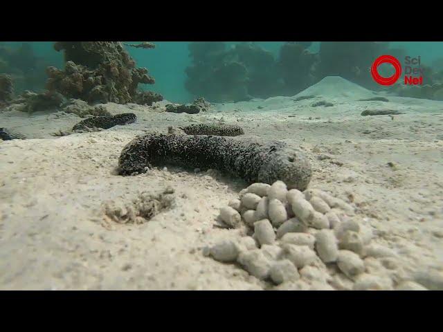 Sea Cucumbers feeding