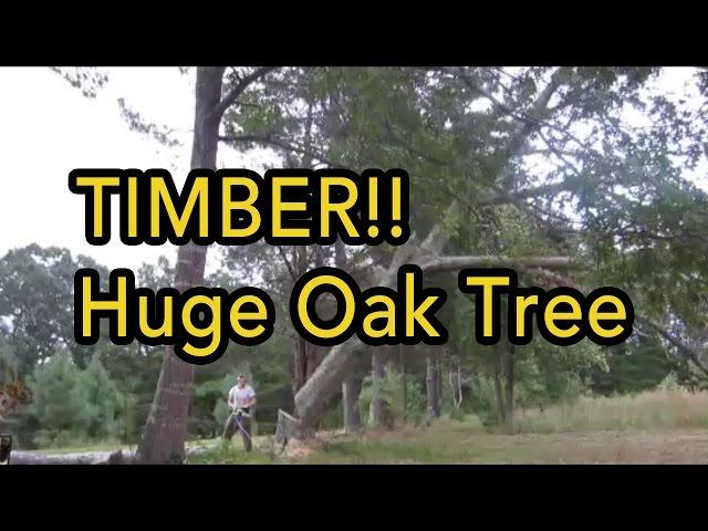 Cutting down huge oak tree with Harbor Freight electric chainsaw