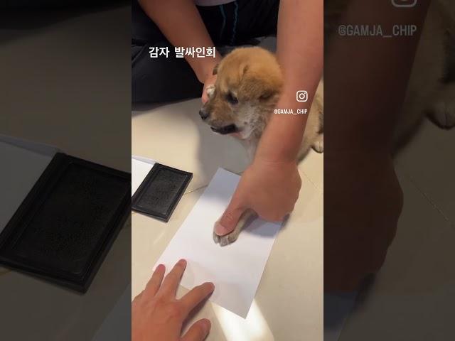 감자 발싸인회