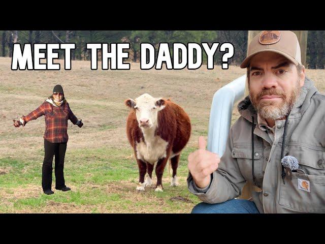 The Truth Behind The Calf's REAL Father! (Farm Mystery Solved?)