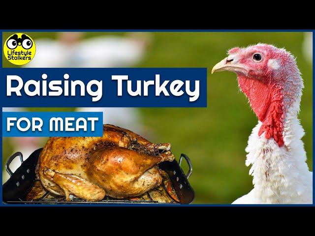 Raising Turkey for Meat - MUST KNOW!!! - (Beginners Guide)