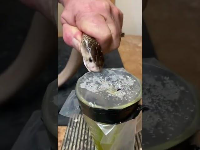 Cobra venom extraction