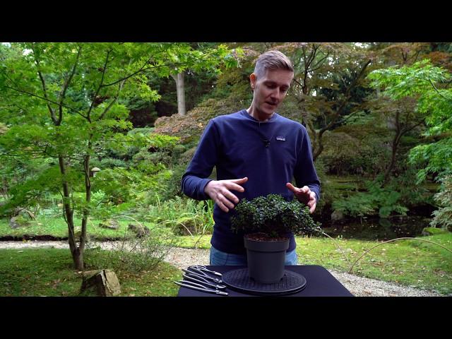 CHEAP! Creating an Azalea Bonsai tree