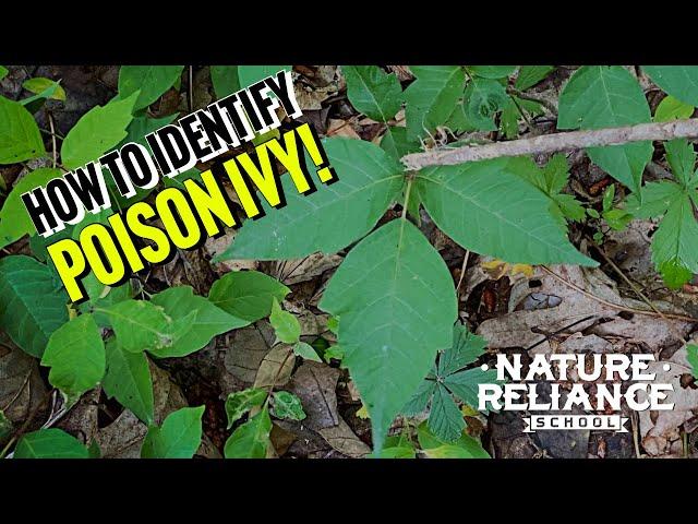 How to identify Poison Ivy.