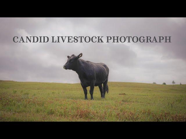 How to take candid livestock photos for Social Media