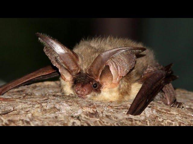 An introduction to British Bat's - The British Mammal Guide