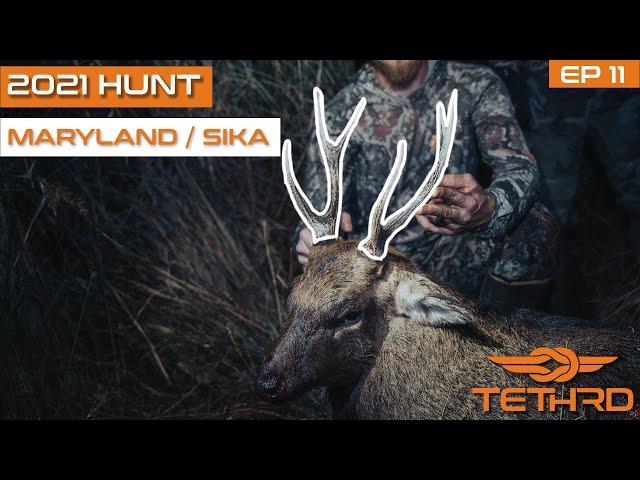 SIKA STATE RECORD IN MARYLAND?? - 2021 Tethrd Hunt Tour