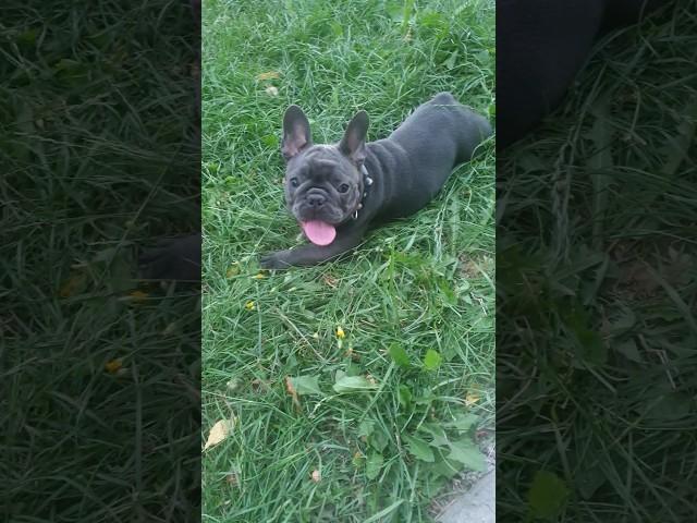 French Bulldog / Французский Бульдог #frenchbulldog #французскийбульдог #puppy #dog #BatmanSelina