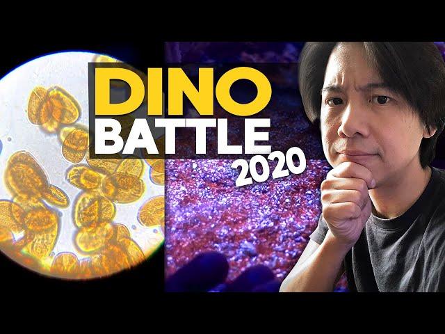 Fighting Dinoflagellates in 2020  (Amphidinium Dinoflagellates)