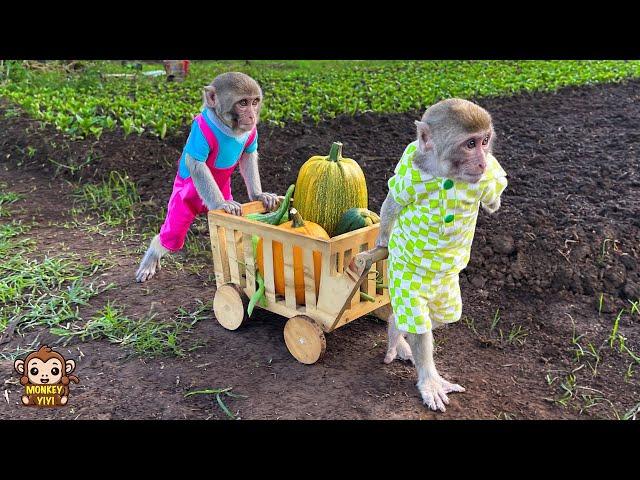 YiYi and YinYin go to the market to buy pumpkins and ask grandpa to cook for Ủn ỉn