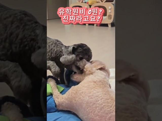 유학원비 0원? 나만 몰랐어? 캐나다유학 현실
