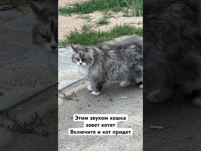 It's the sound of a cat calling her kittens. Turn it on and the cat will come. Tested, it works