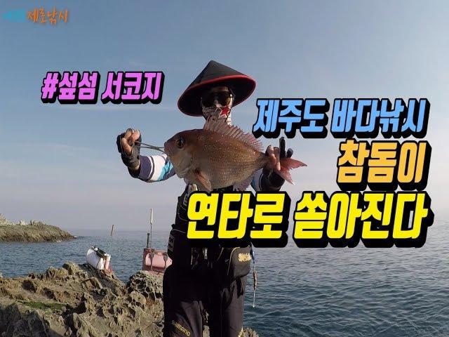 제주도 낚시 클라스다!! 참돔이 쏟아지는 그곳 섶섬 서코지