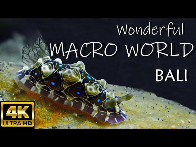 Underwater MACRO WORLD | AMAZING | Relaxing Music | BALI | 4K