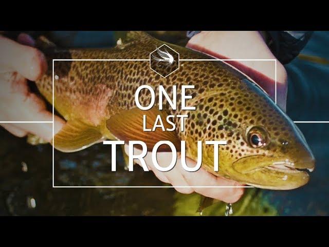 Fly-fishing for Big Brown Trout | Autumn in the Scottish Borders